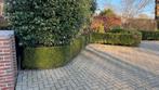 Buxus haag 60cm hoog - 16m lang, Tuin en Terras, Ophalen, Buxus, Haag