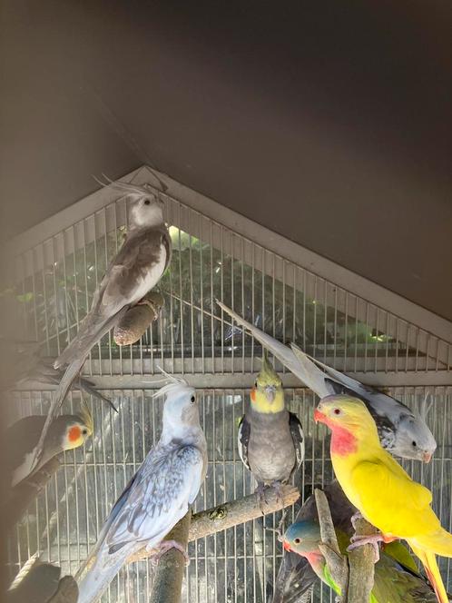 KWALITEIT KWEEKKOPPELS VALKPARKIETEN VANAF 60 EURO/KOPPEL, Dieren en Toebehoren, Vogels | Parkieten en Papegaaien, Parkiet, Meerdere dieren