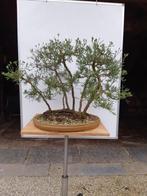 Bonsai VLOT Juniperus, Ophalen