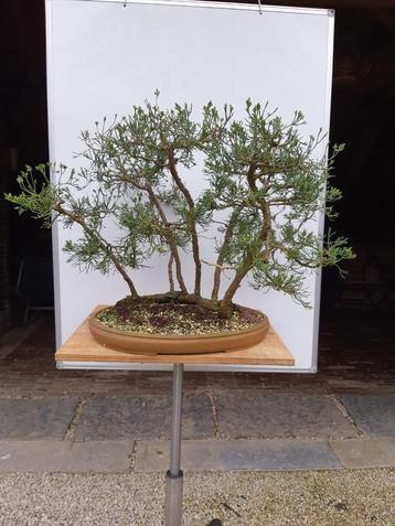 Bonsai VLOT Juniperus