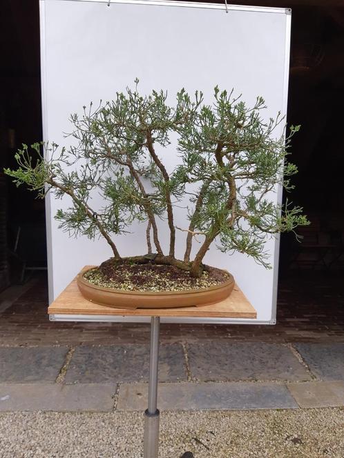 Bonsai VLOT Juniperus, Jardin & Terrasse, Plantes | Arbres, Enlèvement