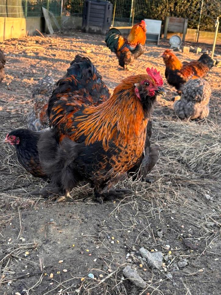 Gratis hanen - cochin krielkip, Dieren en Toebehoren, Pluimvee, Kip, Mannelijk