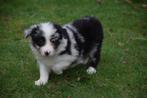 Border collie pups, verschillende kleuren, België, CDV (hondenziekte), 8 tot 15 weken, Collie