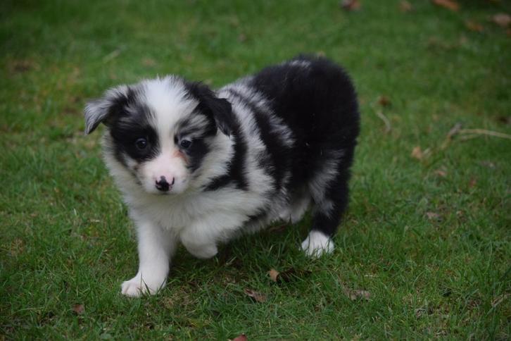 Border collie pups, verschillende kleuren, Dieren en Toebehoren, Honden | Herdershonden en Veedrijvers, Meerdere dieren, Collie