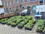 Hosta's 100 soorten, Zomer, Vaste plant, Overige soorten, Ophalen