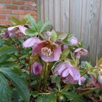 Helleborus zowel  grote planten maar ook jonge plantjes, Ophalen of Verzenden