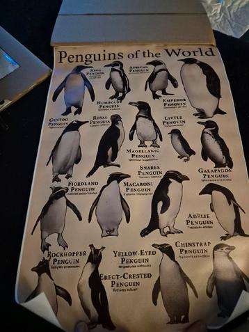 Canvas soorten pinguïns  beschikbaar voor biedingen