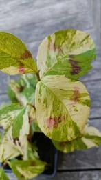 Persicaria Painter's Palette vanaf 2 euro ,lees beschrijving, Vaste plant, Halfschaduw, Herfst, Ophalen