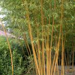 Gezocht: gele bamboe. (Plant), Tuin en Terras, Planten | Tuinplanten, Ophalen