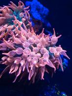 Bubble tip anemoon sunburst, Ophalen of Verzenden