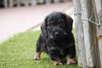 Ruwharige dwergteckel pups met stamboom, Dieren en Toebehoren, België, CDV (hondenziekte), 8 tot 15 weken, Dwerg
