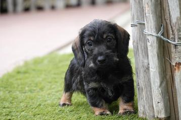 Ruwharige dwergteckel pups met stamboom beschikbaar voor biedingen