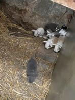 Franse hangoren te koop, Dieren en Toebehoren, Meerdere dieren, Middelgroot, Hangoor, 0 tot 2 jaar