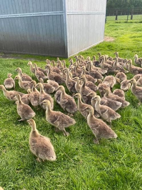 Ganzen jonge van 25, Dieren en Toebehoren, Pluimvee, Gans of Zwaan, Meerdere dieren