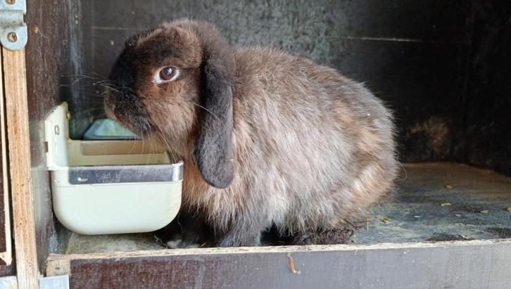 Prachtig rammetje NHD Hangoor dwergkonijntje, Dieren en Toebehoren, Konijnen, Dwerg, Mannelijk, 0 tot 2 jaar, Hangoor