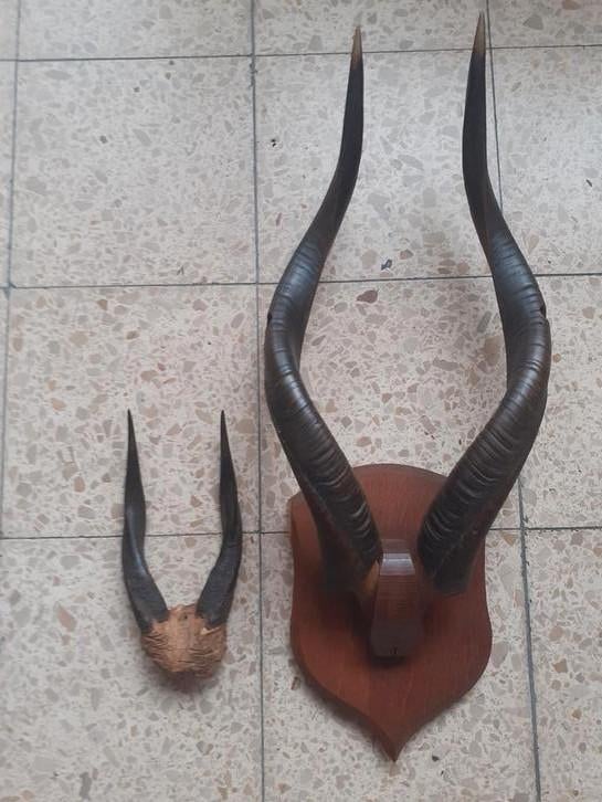 Cornes Antilope Afrique + autre, Collections, Collections Animaux, Utilisé