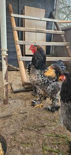 Œufs à éclore de Brahma, Animaux & Accessoires