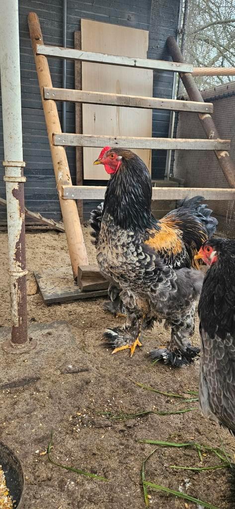 Œufs à éclore de Brahma, Animaux & Accessoires, Volatiles