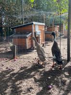 Broedeieren loopeend, Dieren en Toebehoren, Pluimvee, Geslacht onbekend, Eend