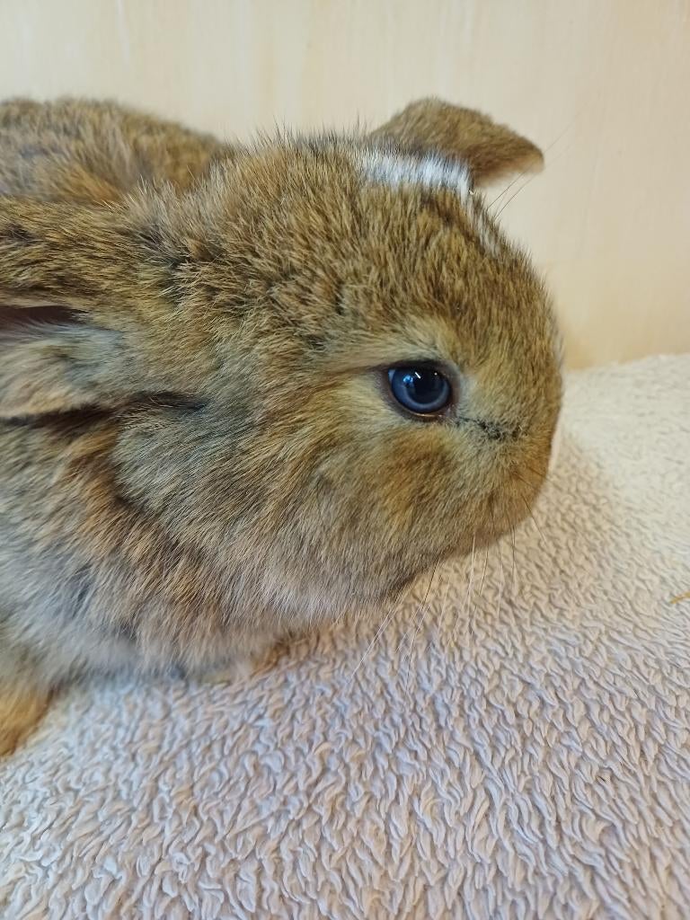 Wildkleur franse hangoor ram, Mâle, Grand, Oreilles tombantes, 0 à 2 ans