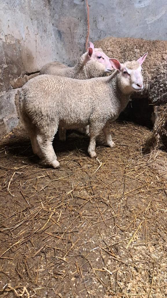 Zeer bevleesd ramlam en ooilam, Dieren en Toebehoren, Schapen, Geiten en Varkens