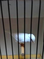 Gele poppen (kanarie), Dieren en Toebehoren, Vogels | Kanaries, Vrouwelijk, Kleurkanarie