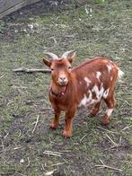 Chèvre naine, Animaux & Accessoires, Décembre, Plusieurs animaux