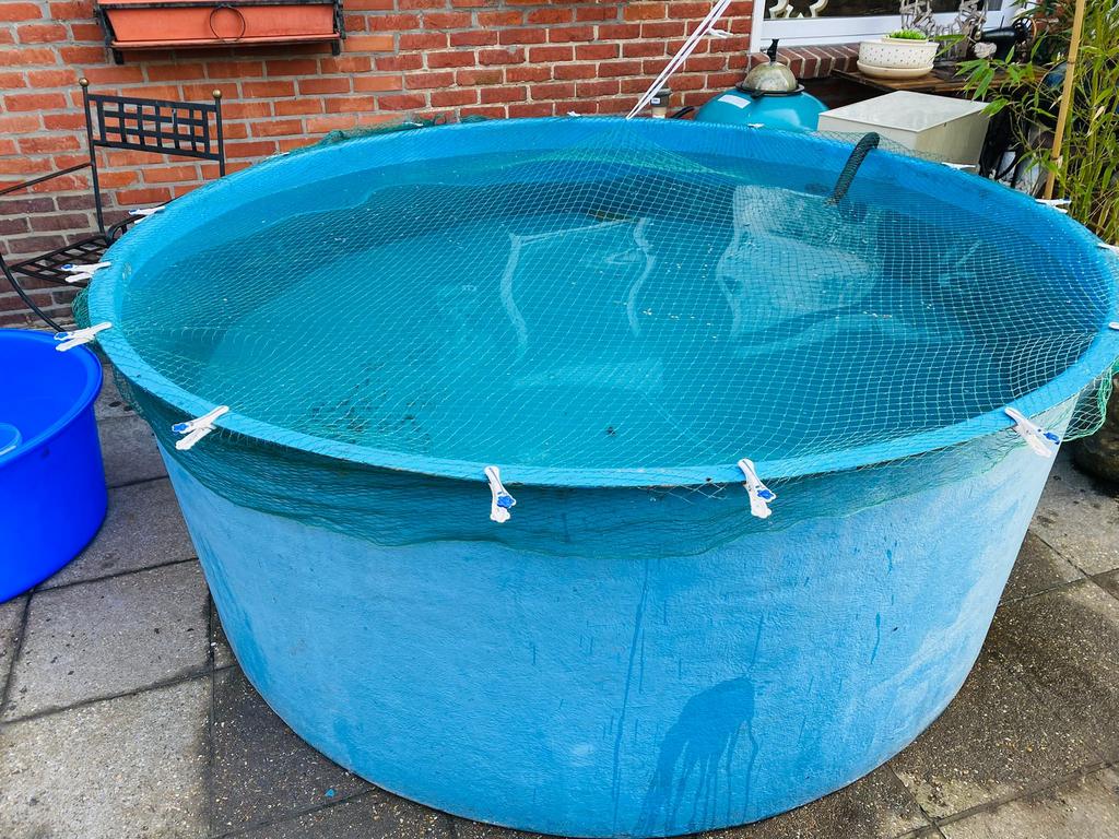 Japanse tossai koi, Karper of Koi