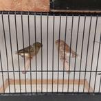 2 koppels gloster, Dieren en Toebehoren, Vogels | Kanaries, Meerdere dieren, Postuurkanarie