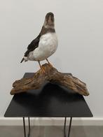 Opgezette Papegaaiduiker, Verzamelen, Ophalen