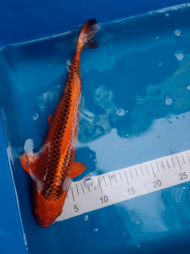 Mooi koi's zie omschrijving nog 5 koi's, Animaux & Accessoires, Poissons | Poissons d'étang