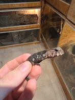 Jeunes shinisaurus crocodilurus axanthic, Animaux & Accessoires, Lézard, 0 à 2 ans