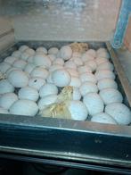 Kuikens witte leghorn x leghorn isabel patrijs, Dieren en Toebehoren, Pluimvee