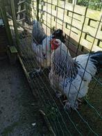 Brahma hanen, Dieren en Toebehoren