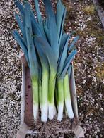 Poireau biologique à vendre 1€/kg, Enlèvement