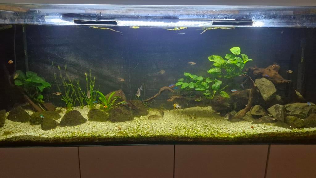 Aquarium 150 x 40 x 55 cm avec accessoires, Enlèvement, Chauffage, Filter