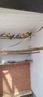 Vogels, Dieren en Toebehoren