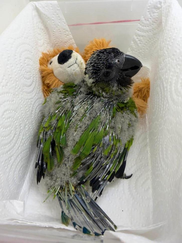 Aratinga Nanday, Animaux & Accessoires, Oiseaux | Perruches & Perroquets, Perroquet, Sexe inconnu, Parleur, Domestique, Bagué