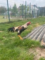 Hint shamo broedeieren, Dieren en Toebehoren, Pluimvee, Geslacht onbekend, Kip