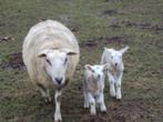 Schapen met twee lammeren, Mouton