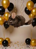 Chinchilla, Dieren en Toebehoren, Chinchilla, Mannelijk, Tam, September