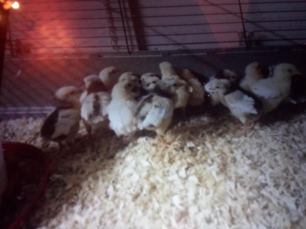 kippen, Animaux & Accessoires, Volatiles, Femelle, Poule ou poulet