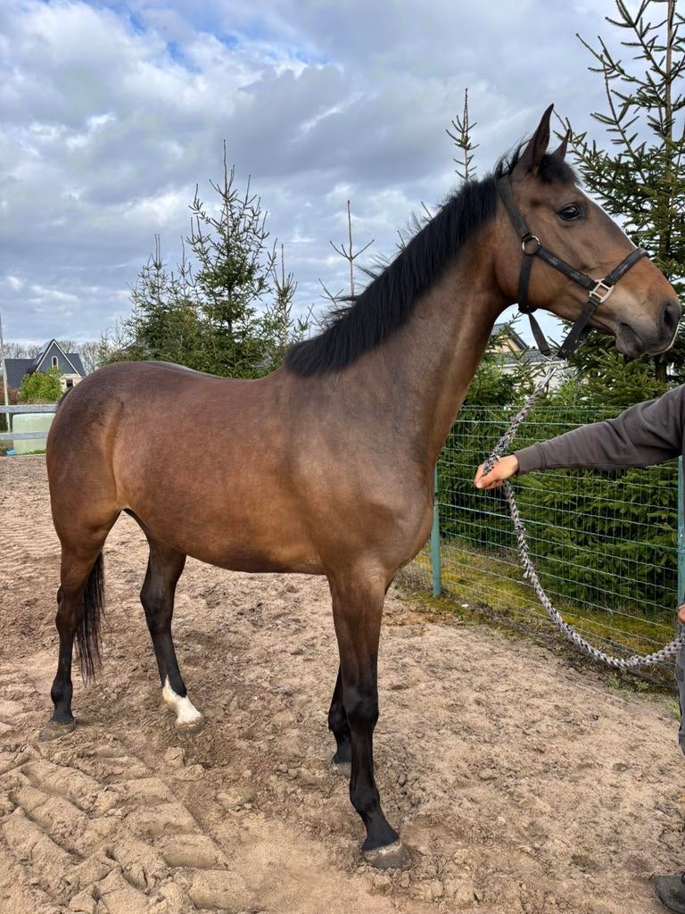 5 jarige merrie te koop, Dieren en Toebehoren, Merrie