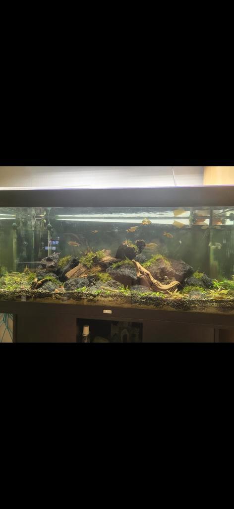 Juwel 350l en toebehoren, Dieren en Toebehoren, Ophalen of Verzenden, Gebruikt