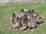 poussins de race Vorwerk, Sexe inconnu, Poule ou poulet