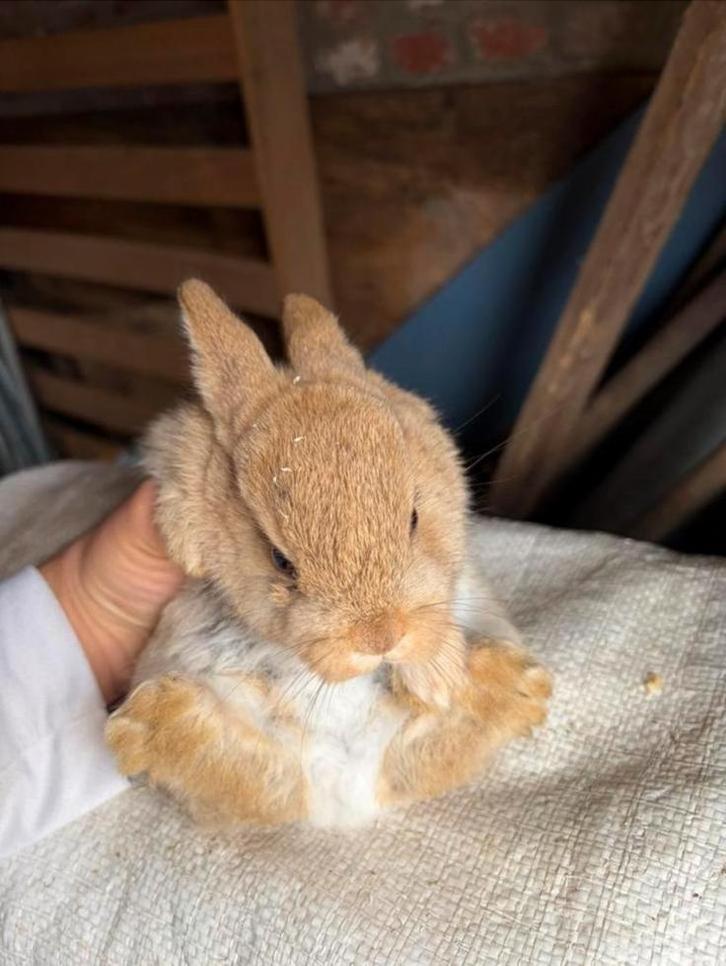 Konijn rammetje, Dieren en Toebehoren, Konijnen, Middelgroot, Mannelijk, 0 tot 2 jaar, Hangoor