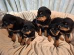 Rottweilers pups, Dieren en Toebehoren, België, 8 tot 15 weken, Meerdere, Meerdere dieren