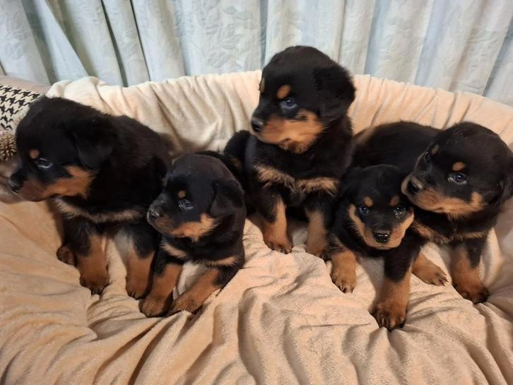 Rottweilers pups, Dieren en Toebehoren, Honden | Bulldogs, Pinschers en Molossers, Meerdere dieren, Rottweiler, Fokker | Professioneel