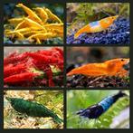 Neocaridina garnalen, Dieren en Toebehoren, Kreeft, Krab of Garnaal, Zoetwatervis, Schoolvis