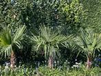 Les palmiers Trachycarpus Fortunei sont robustes, Enlèvement, En pot